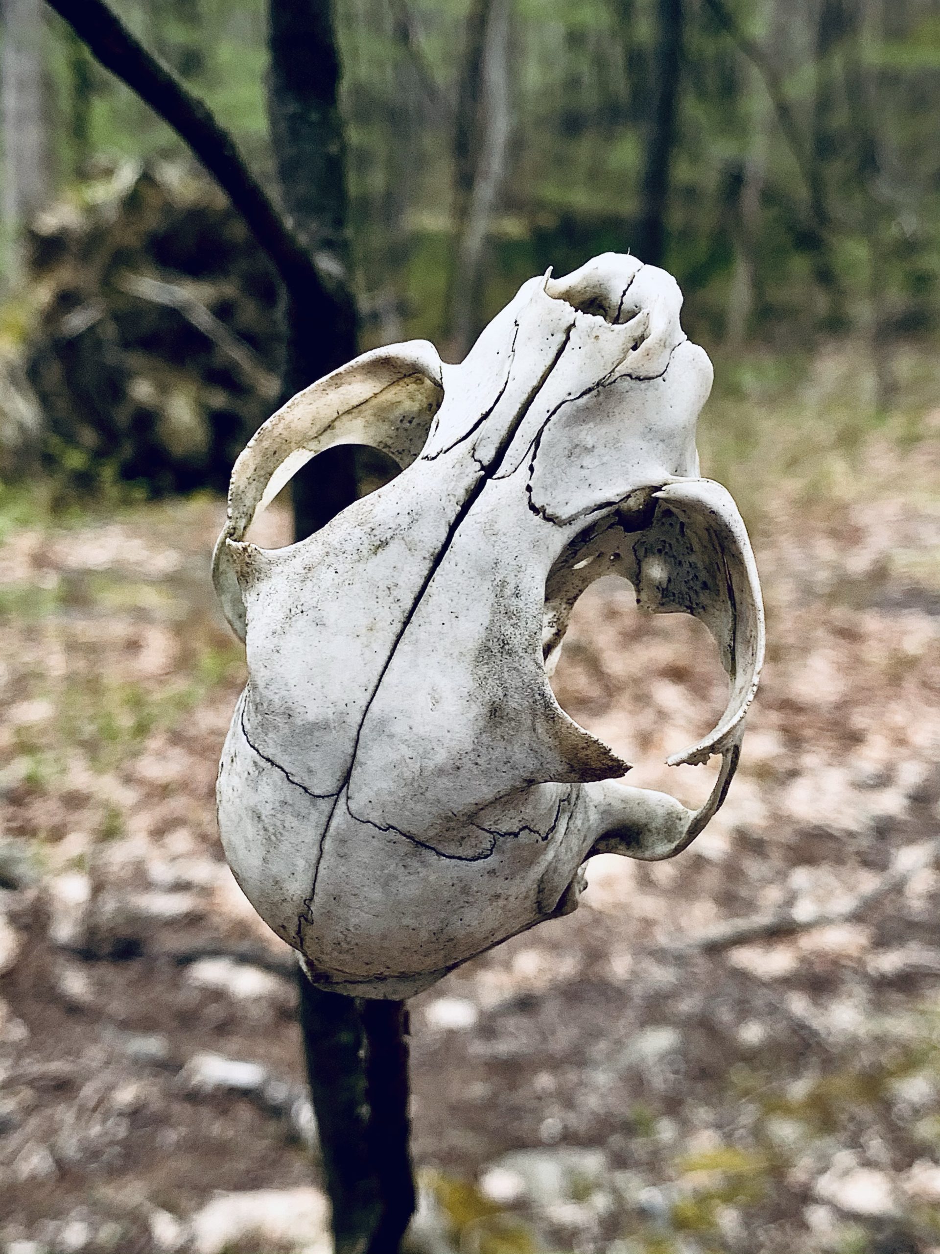 Recovered from the Scene